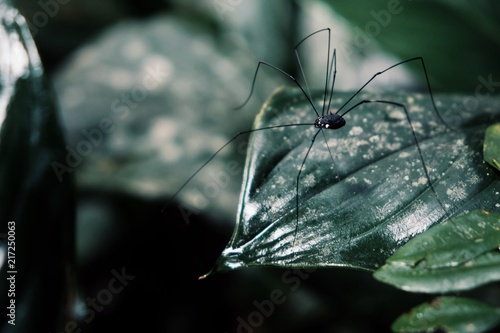 a tiny Opiliones also known as harverstmen or harvester or daddy longlegs inspects the surrounding from the edge of a leaf