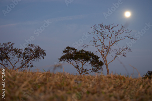 Wallpaper Mural tree, hill, prayer, sunrise, sunset, pray Torontodigital.ca