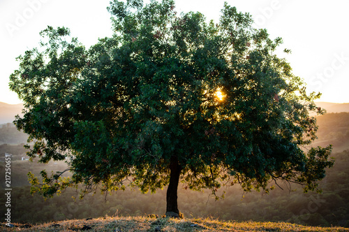 Wallpaper Mural tree, hill, prayer, sunrise, sunset, pray Torontodigital.ca