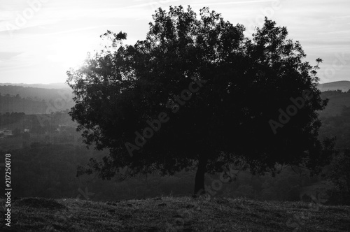 Wallpaper Mural tree, hill, prayer, sunrise, sunset Torontodigital.ca