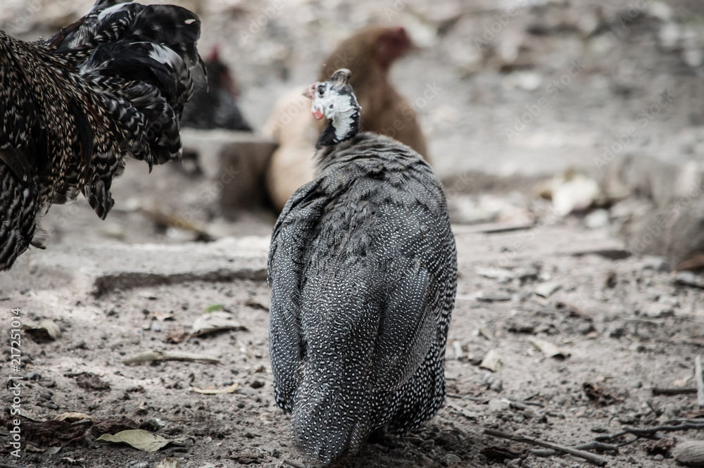 Obraz premium Angolan chicken