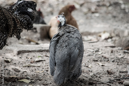 Wallpaper Mural Angolan chicken Torontodigital.ca