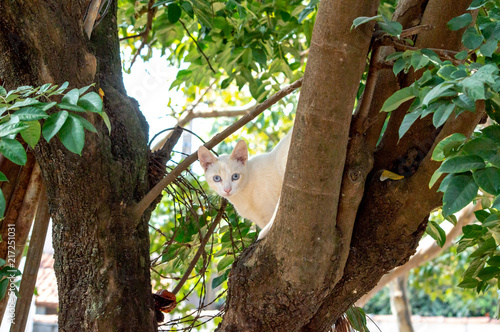 Wallpaper Mural white cat on top of the tree Torontodigital.ca