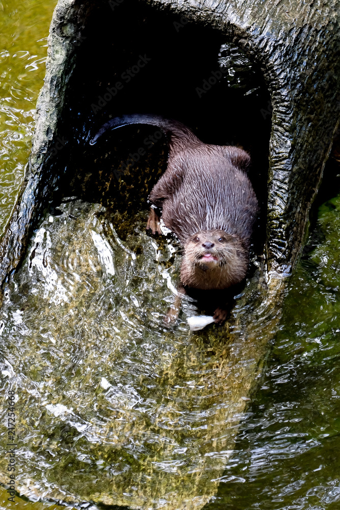 beautiful Smooth-coated Otter (Lutrogale perspicillata) living in Thai forest beautiful Smooth-coated Otter (Lutrogale perspicillata) living in Thai forest