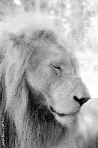 black and white Close up face of white lion in the zoo.
