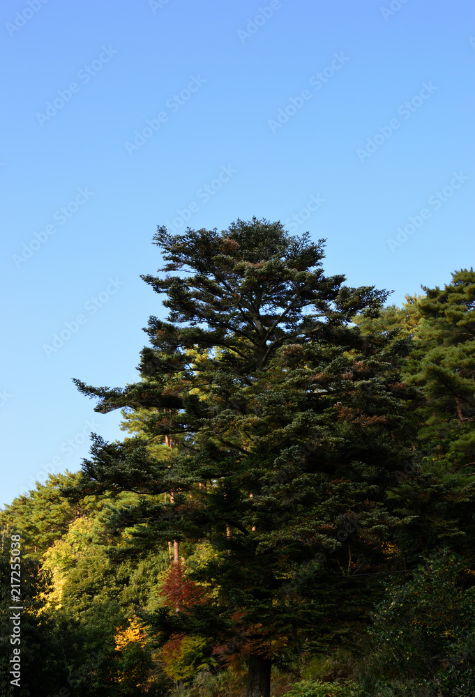 Fototapeta premium 針葉樹の大木
