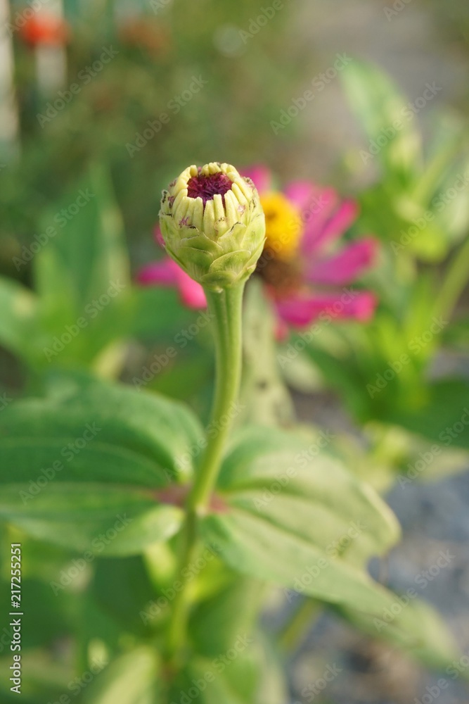 Bud zinnia elegans flower in nature garden Bud zinnia elegans flower in nature garden