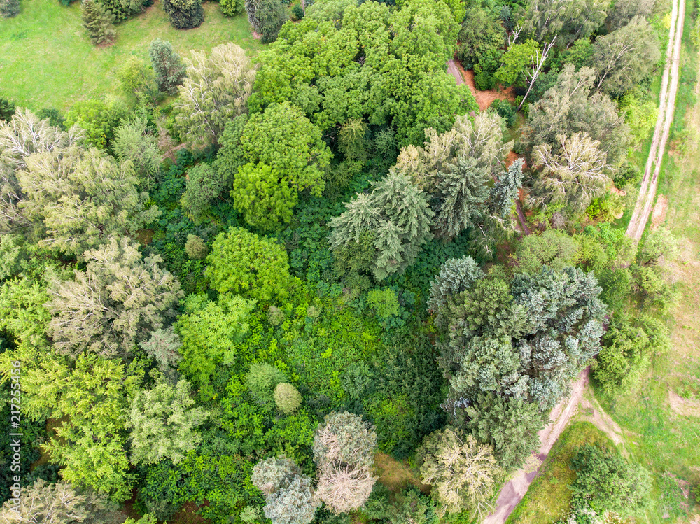 top view aerial photo of forest and rural road. summer landscape background
