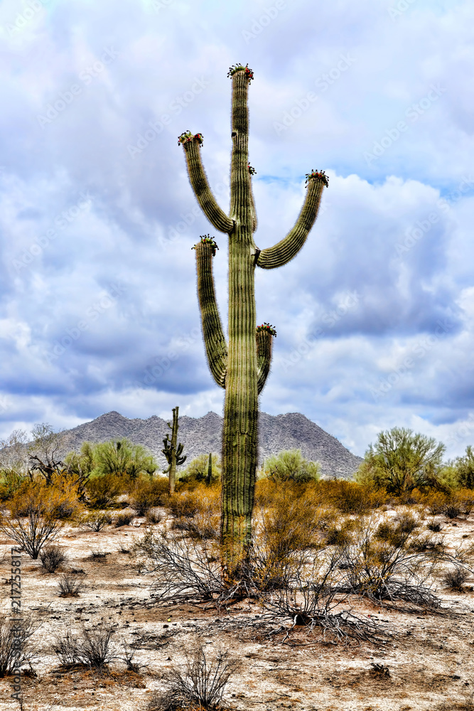 Saguaro Cactus cereus giganteus