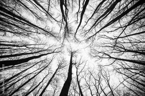 Obraz straszny zimowy las