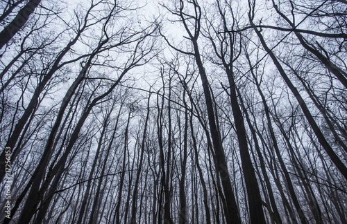 scary winter forest 