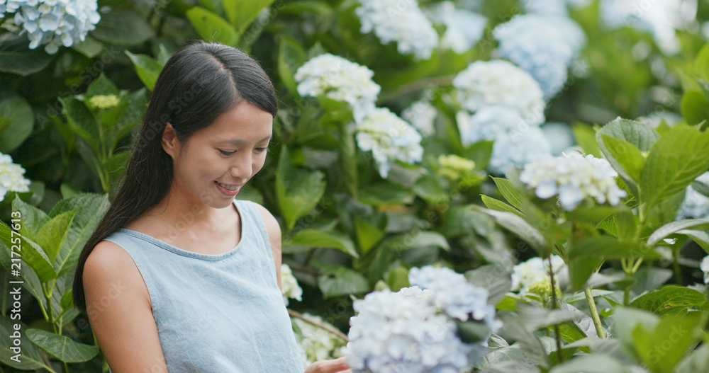 Woman looking Hydrangea flower in the garden Woman looking Hydrangea flower in the garden