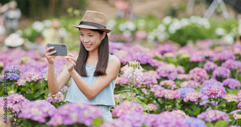 Woman taking photo on cellphone in Hydrangea garden