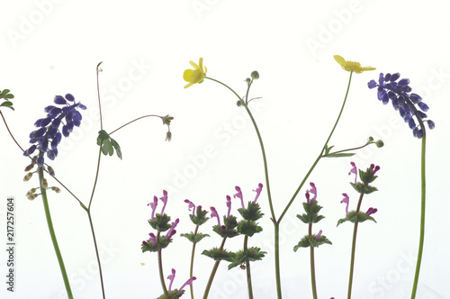 Fototapeta Naklejka Na Ścianę i Meble -  春の野の花