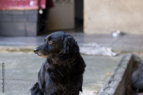Looking Dog