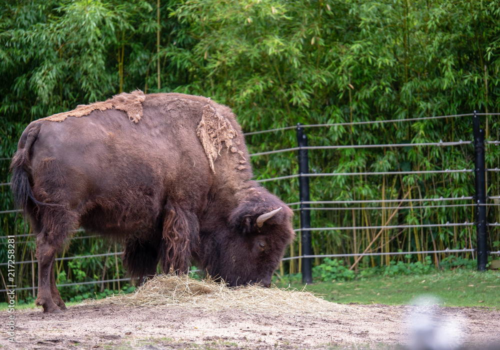 American bison Bison bison feeding on hay in a zoo exhibit American bison Bison bison feeding on hay in a zoo exhibit