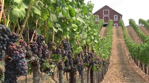 Scenic Vineyard Landscape in Healdsburg, California photo