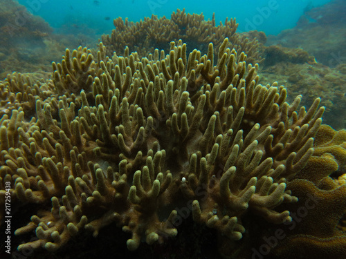 soft coral found at coral reef area at Tioman island, Malaysia
