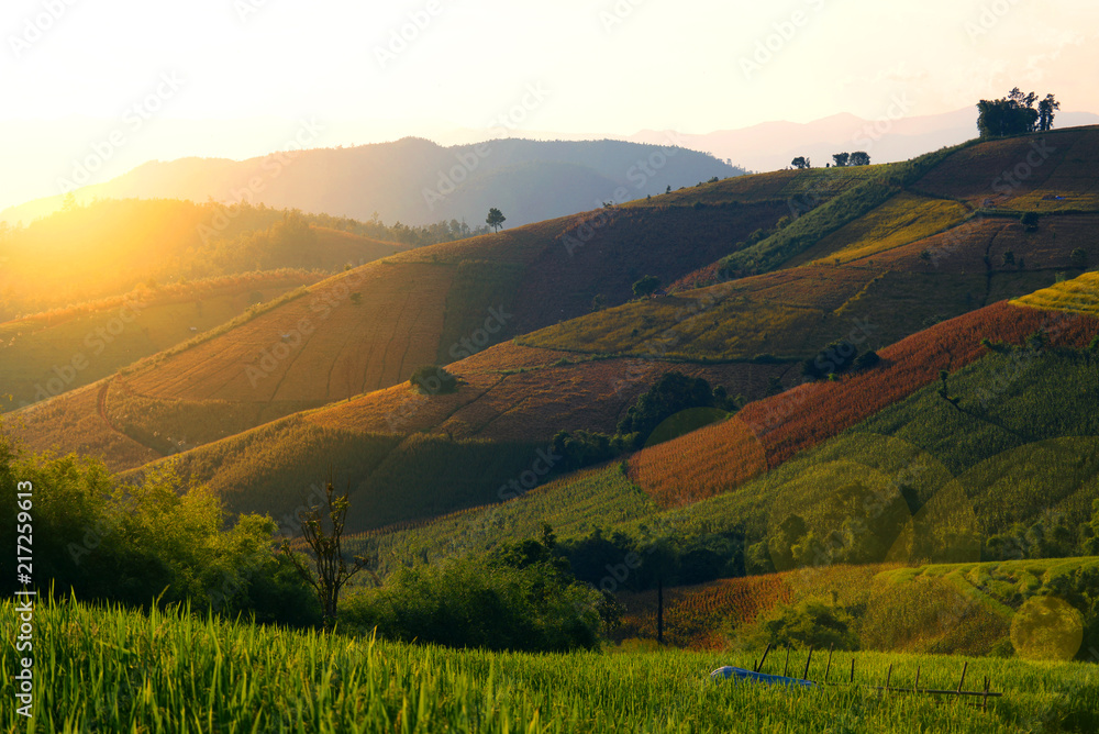 Obraz premium Landscape view of Paddy rice field at Ban Pa Bong Pieng in Chiangmai, Thailand.