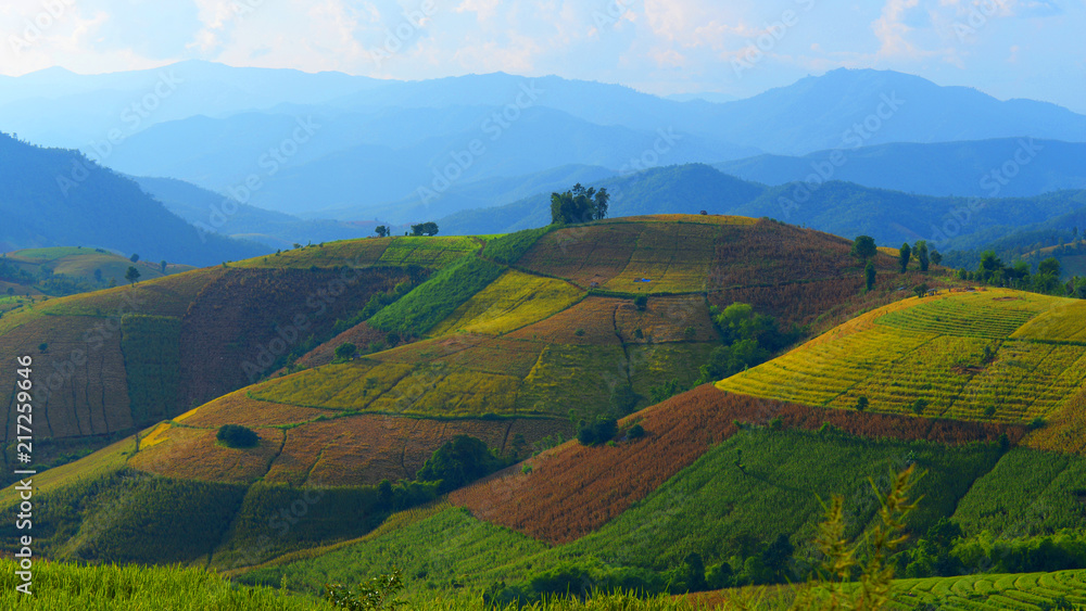 Landscape view of Paddy rice field at Ban Pa Bong Pieng in Chiangmai, Thailand.