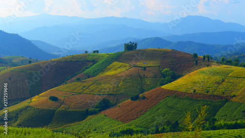 Landscape view of Paddy rice field at Ban Pa Bong Pieng in Chiangmai, Thailand.