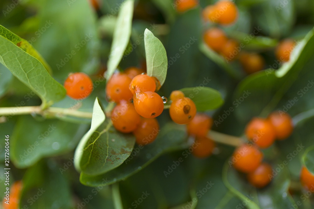 Orange closeup berries. Wolfberry bush with dew drops. Fresh green blurred background. Orange closeup berries. Wolfberry bush with dew drops. Fresh green blurred background.