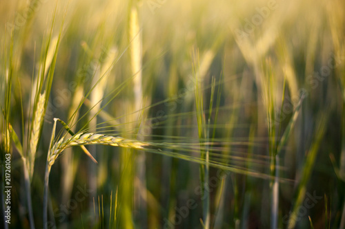 wheat ears  field  grain  cereals  harvest