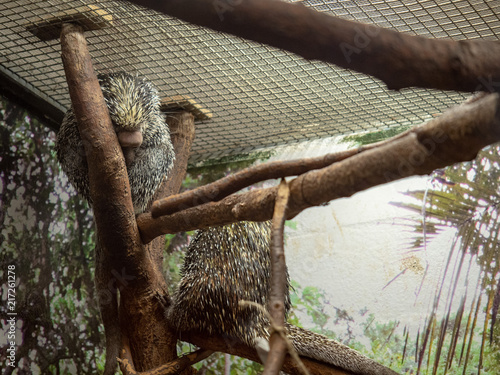 Two prehensile-tailed porcupines coendou prehensilis resting on a tree branch inside a zoo exhibit  photo