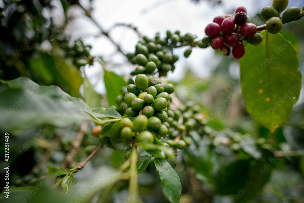 coffee tree organic