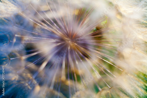 dandelion flower close-up, dandelion seeds, umbrellas © Евгения Солодова