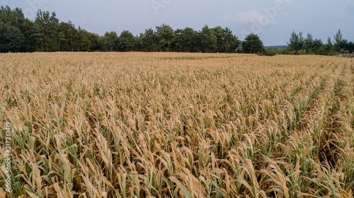 Maisfeld ist von der Trockenheit Dürre betroffen