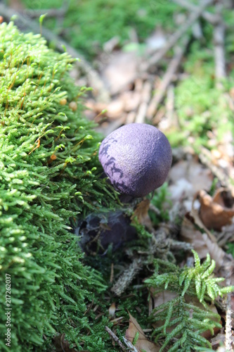 blue mushroom in autumn in germany