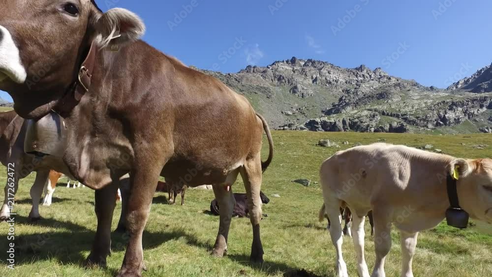 Cows in a meadows, wildlife in Valtellina Cows in a meadows, wildlife in Valtellina