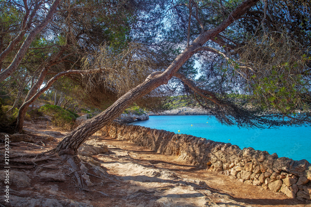 Beautiful bay beach with tree and turquoise sea water - Mallorca Spain Mediterranean Sea