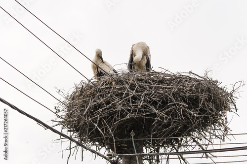 Two young storks of white in the nest clean their feathers with electric conduction.