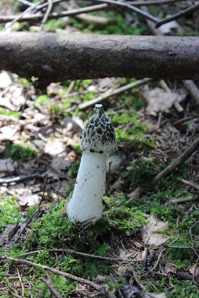 close up on a mushroom in the forest, germany close up on a mushroom in the forest, germany