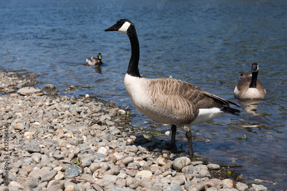 Gray Canada goose on shoreline Gray Canada goose on shoreline