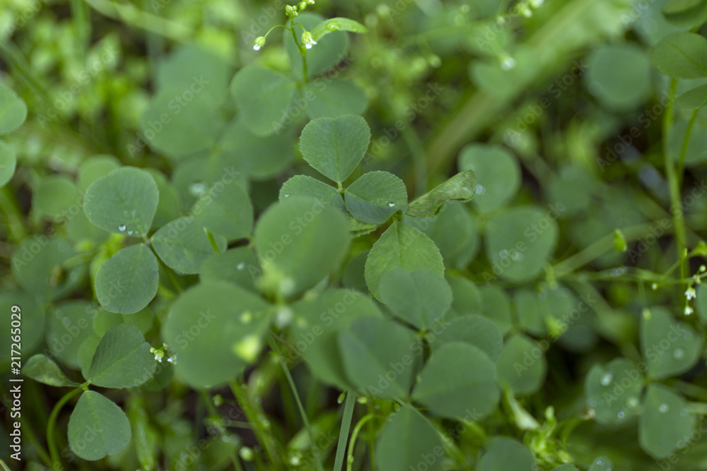 Green clover leaf field with dew drops on blur background.