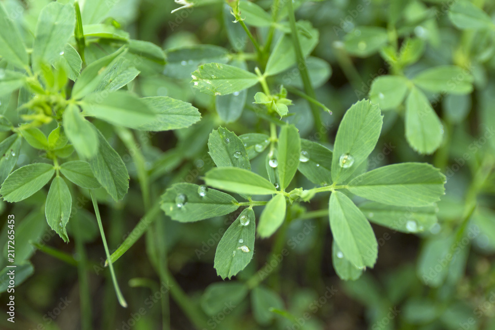 Green clover leaf field with dew drops on blur background. Green clover leaf field with dew drops on blur background.