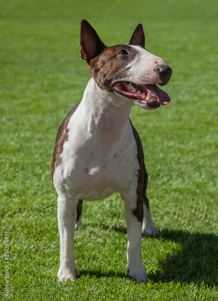  Miniature Bull Terrier.