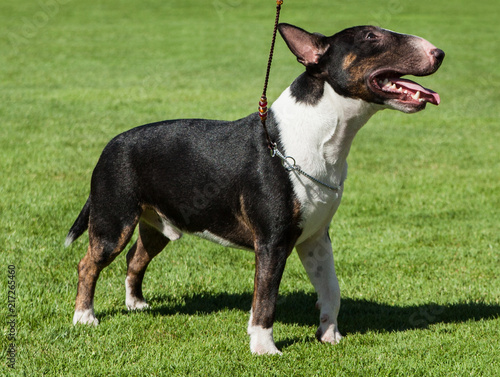  Miniature Bull Terrier.