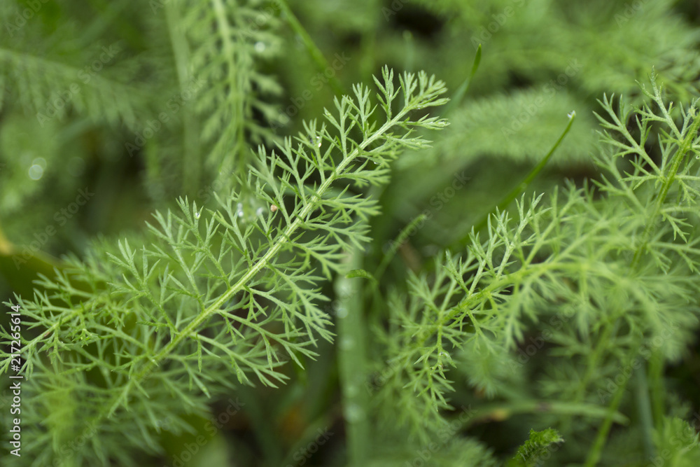 Fresh drops on green grass. Macro blur background. Fresh drops on green grass. Macro blur background.