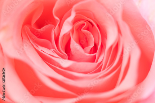 Pink rose texture