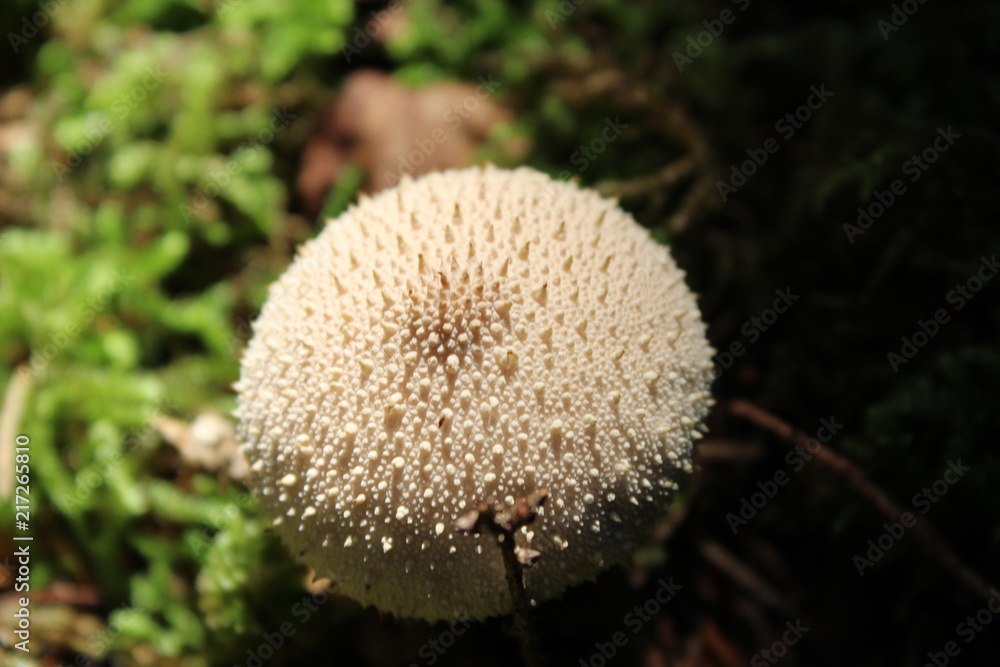 close up on a mushroom in the forest, germany close up on a mushroom in the forest, germany
