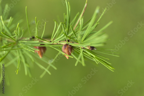 Green branches of larch with small cones on blur background.
