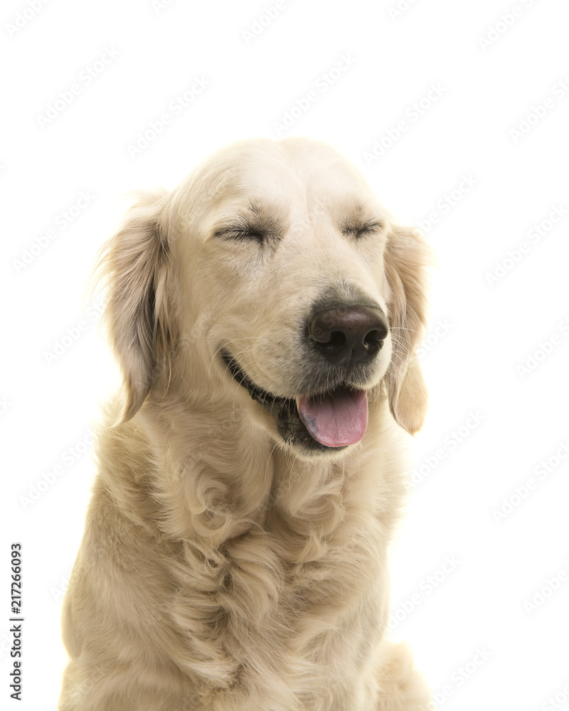 Portrait of a golden retriever dog with eyes closed on a white background