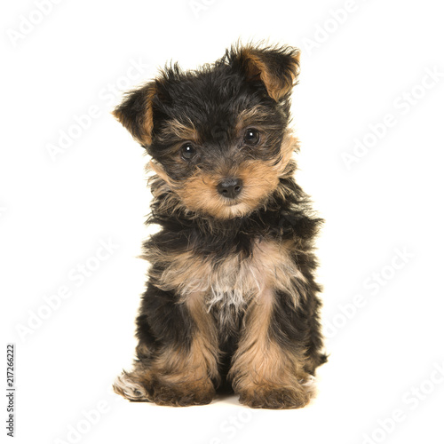 Fototapeta Naklejka Na Ścianę i Meble -  Cute sitting yorkshire terrier, yorkie puppy looking at the camera on a white background
