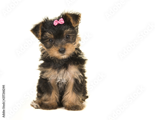 Fototapeta Naklejka Na Ścianę i Meble -  Cute sitting yorkshire terrier, yorkie puppy wearing a pink bow looking at the camera on a white background