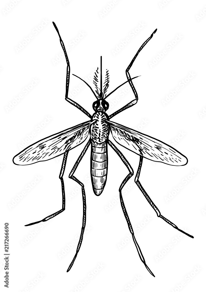 Mosquito illustration, drawing, engraving, ink, line art, vector Stock