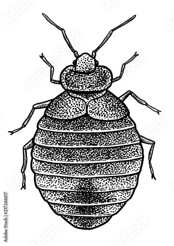 Bedbug (Cimex lecturalius) illustration, drawing, engraving, ink, line art, vector